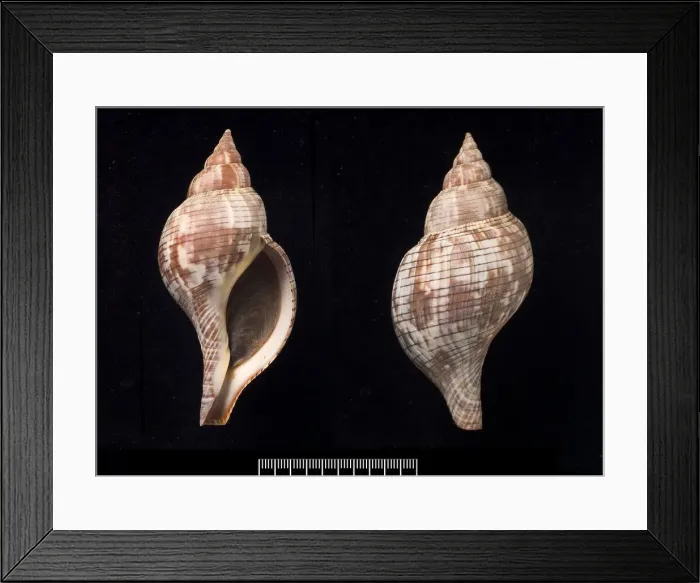Framed Print : Fasciolaria tulipa, true tulip Framed Print : Fasciolaria tulipa, true tulip