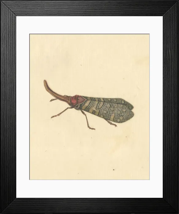 Framed Print : English Insects illustration by James Barbut Framed Print : English Insects illustration by James Barbut