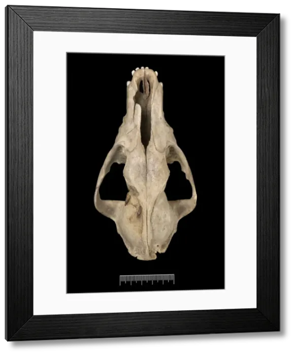Framed Print : Dusicyon australis, Falkland Islands fox Framed Print : Dusicyon australis, Falkland Islands fox