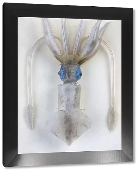 Ommastrephes sagittatus, squid