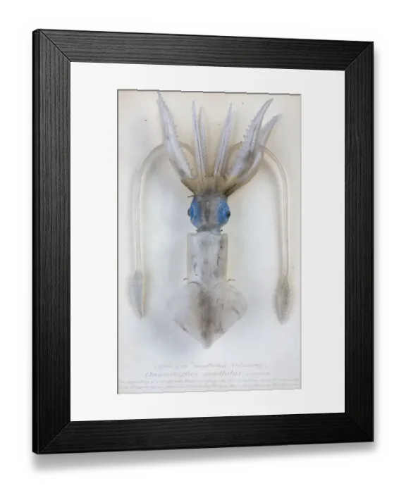 Framed Print : Ommastrephes sagittatus, squid Framed Print : Ommastrephes sagittatus, squid