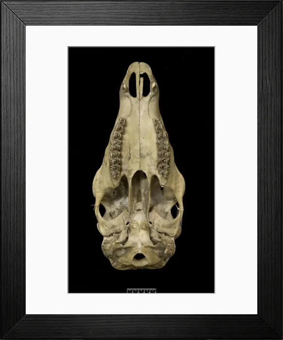 Framed Print : Przewalskium albirostris, white-lipped deer Framed Print : Przewalskium albirostris, white-lipped deer
