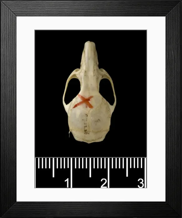 Framed Print : Oligoryzomys victus, St. Vincent pygmy rice rat Framed Print : Oligoryzomys victus, St. Vincent pygmy rice rat