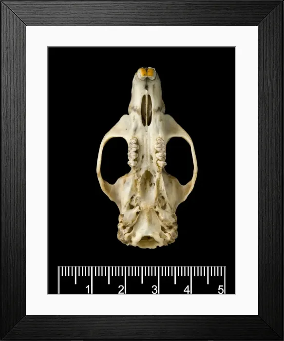 Framed Print : Megalomys desmarestii, antillean giant rice rat Framed Print : Megalomys desmarestii, antillean giant rice rat