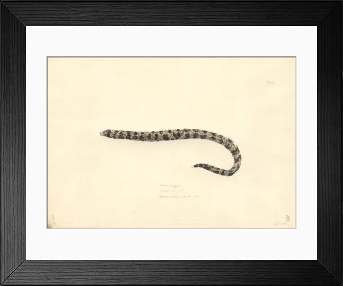 Framed Print : Echidna nebulosa, clouded eel Framed Print : Echidna nebulosa, clouded eel
