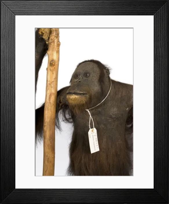 Framed Print : Wallaces Orang Utan Framed Print : Wallaces Orang Utan