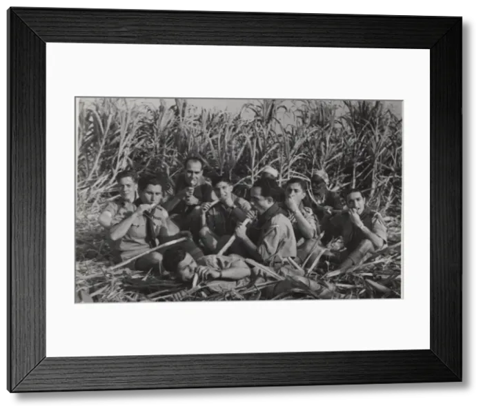 Framed Print : Boy scouts in sugar cane field, Egypt Framed Print : Boy scouts in sugar cane field, Egypt
