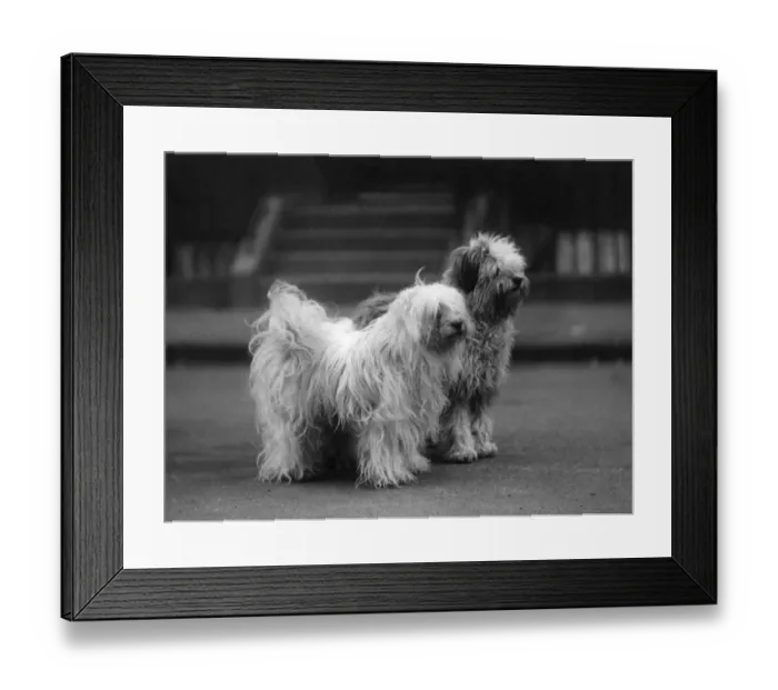 Framed Print : FALL / TIBETAN TERRIER / 37 Framed Print : FALL / TIBETAN TERRIER / 37