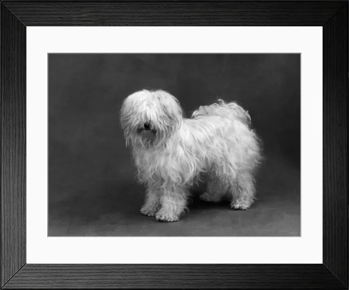 Framed Print : FALL / TIBETAN TERRIER / 59 Framed Print : FALL / TIBETAN TERRIER / 59