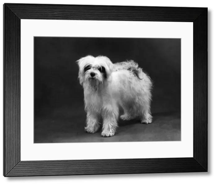 Framed Print : FALL / TIBETAN TERRIERS / 59 Framed Print : FALL / TIBETAN TERRIERS / 59
