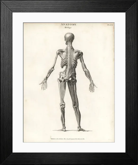 Framed Print : Anatomy of human musculature Framed Print : Anatomy of human musculature