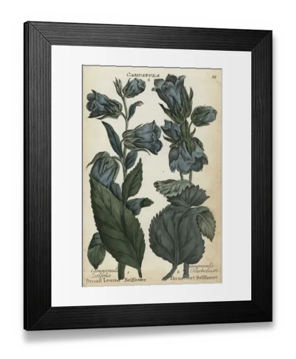 Framed Print : Broad leaved bellflower and throatwort bellflower Framed Print : Broad leaved bellflower and throatwort bellflower