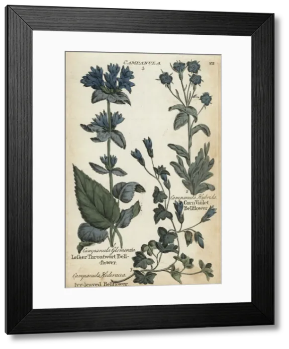 Framed Print : Lesser throatwort, ivy-leaved and corn violet bellflower Framed Print : Lesser throatwort, ivy-leaved and corn violet bellflower