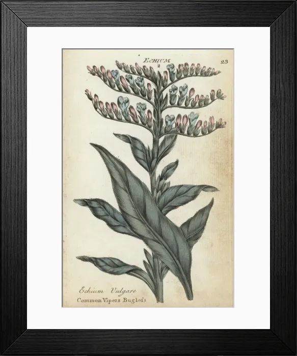 Framed Print : Common vipers bugloss, Echium vulgare Framed Print : Common vipers bugloss, Echium vulgare