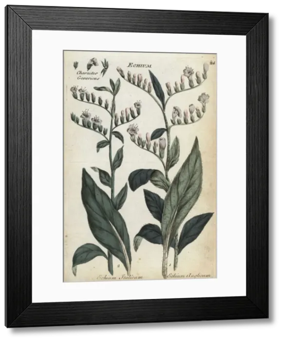 Framed Print : Jersey vipers bugloss and pale vipers bugloss Framed Print : Jersey vipers bugloss and pale vipers bugloss