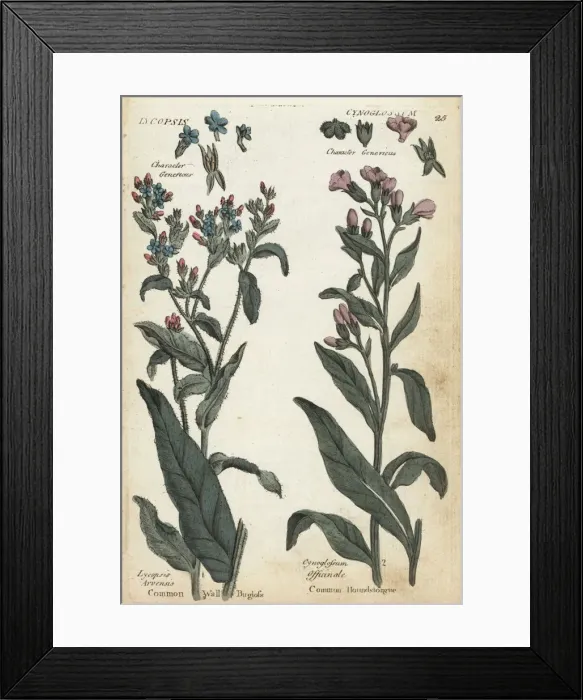 Framed Print : Common wall bugloss and houndstongue Framed Print : Common wall bugloss and houndstongue
