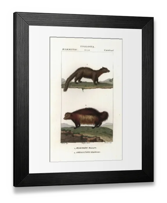 Framed Print : Marten, Martes martes, and wolverine, Gulo gulo Framed Print : Marten, Martes martes, and wolverine, Gulo gulo