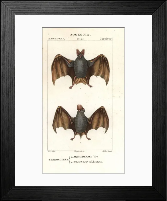 Framed Print : Greater false vampire bat, Megaderma lyra Framed Print : Greater false vampire bat, Megaderma lyra