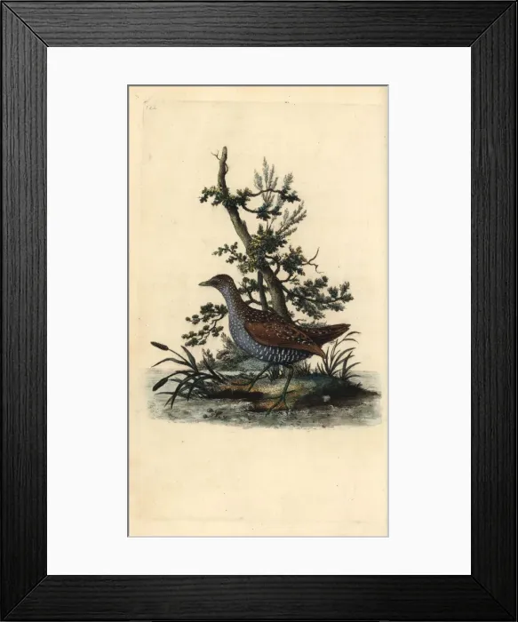 Framed Print : Spotted crake, Porzana porzana Framed Print : Spotted crake, Porzana porzana