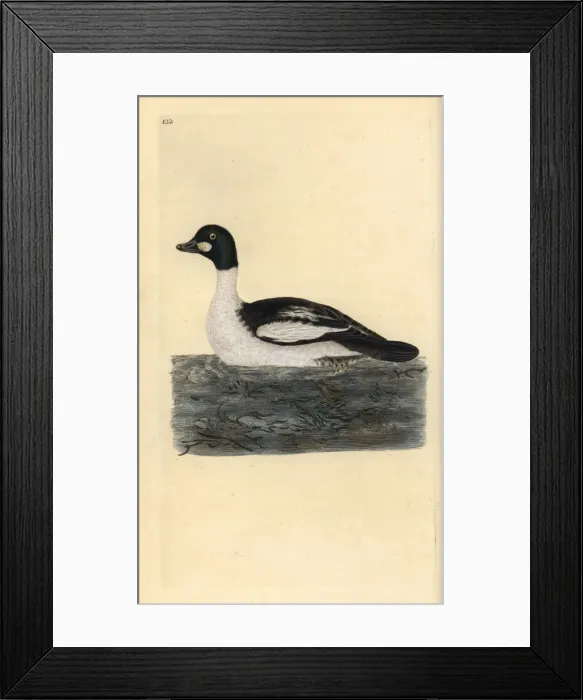 Framed Print : Common goldeneye, Bucephala clangula Framed Print : Common goldeneye, Bucephala clangula