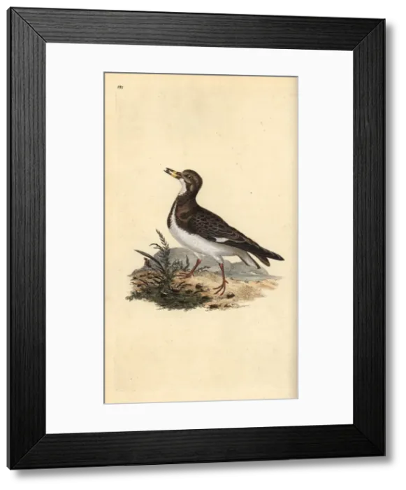 Framed Print : Ruddy turnstone, Arenaria interpres Framed Print : Ruddy turnstone, Arenaria interpres