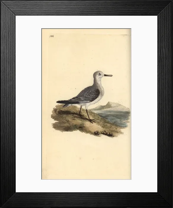 Framed Print : Sanderling, Calidris alba Framed Print : Sanderling, Calidris alba
