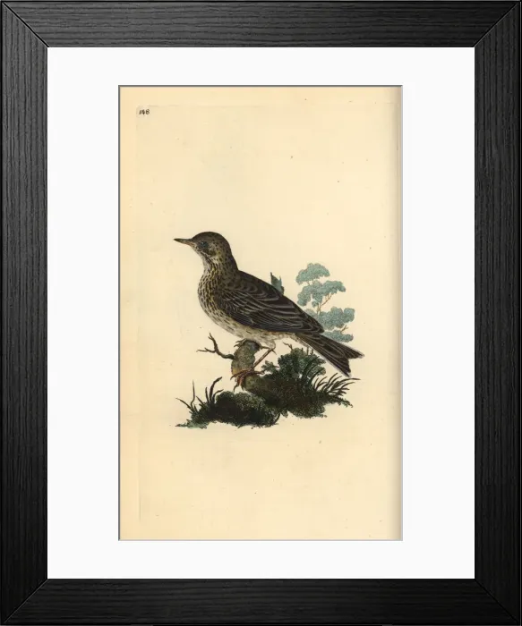 Framed Print : Field lark, Alauda minor (or Tree pipit, Anthus trivialis) Framed Print : Field lark, Alauda minor (or Tree pipit, Anthus trivialis)