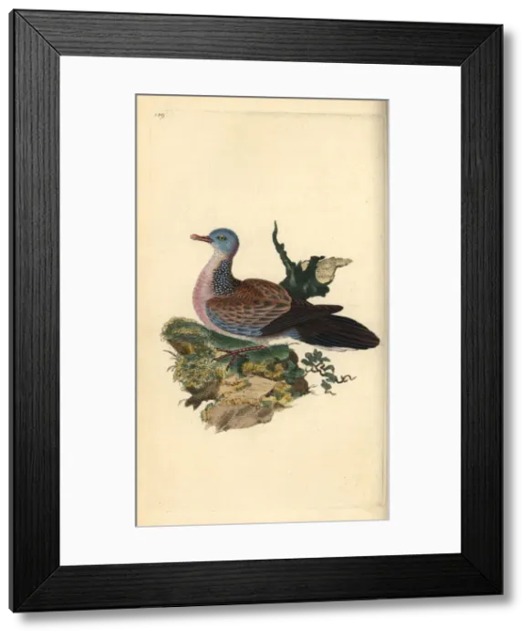 Framed Print : Spotted dove or pancou, Spilopelia chinensis Framed Print : Spotted dove or pancou, Spilopelia chinensis