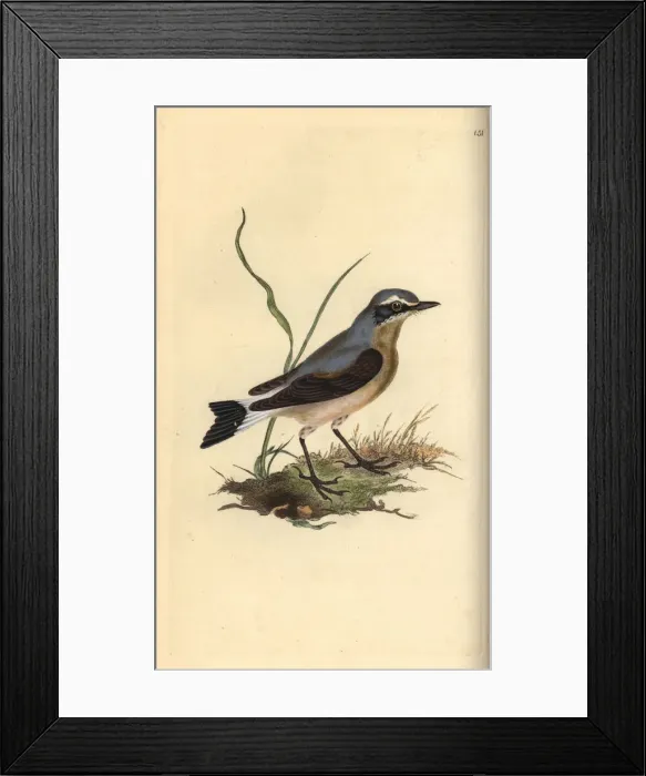 Framed Print : Northern wheatear, Oenanthe oenanthe Framed Print : Northern wheatear, Oenanthe oenanthe