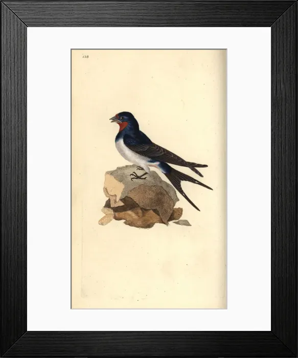Framed Print : Barn swallow, Hirundo rustica Framed Print : Barn swallow, Hirundo rustica