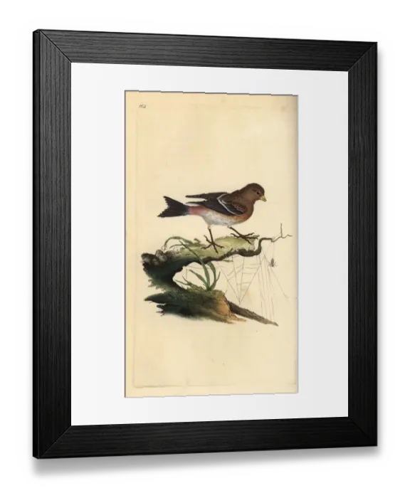 Framed Print : Twite, Carduelis flavirostris Framed Print : Twite, Carduelis flavirostris