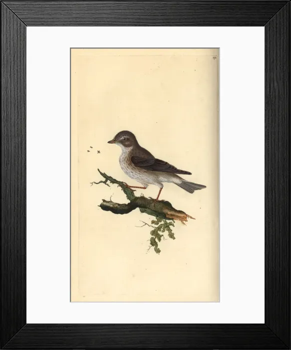 Framed Print : Spotted flycatcher, Muscicapa striata Framed Print : Spotted flycatcher, Muscicapa striata
