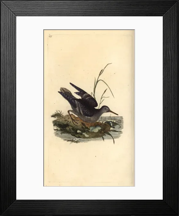 Framed Print : Purple sandpiper, Calidris maritima Framed Print : Purple sandpiper, Calidris maritima