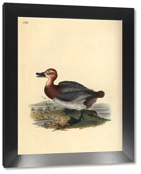 Common pochard or red-headed wigeon, Aythra ferina (female)