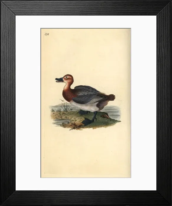 Framed Print : Common pochard or red-headed wigeon, Aythra ferina (female) Framed Print : Common pochard or red-headed wigeon, Aythra ferina (female)
