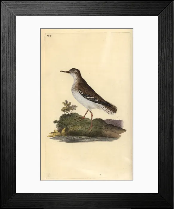 Framed Print : Spotted sandpiper, Actitis macularia Framed Print : Spotted sandpiper, Actitis macularia