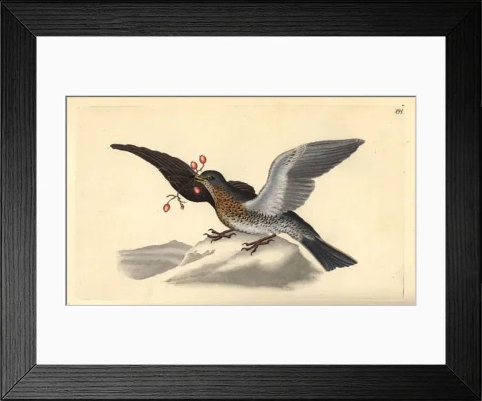 Framed Print : Fieldfare, Turdus pilaris Framed Print : Fieldfare, Turdus pilaris