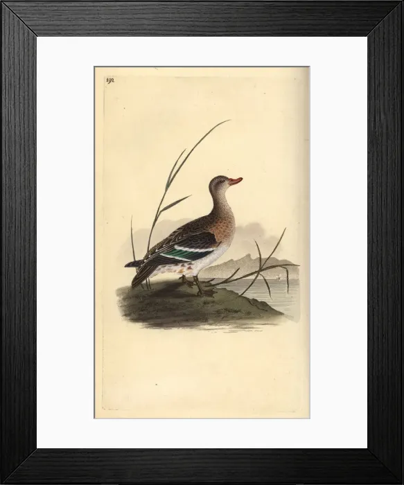 Framed Print : Common teal, Anas crecca, female Framed Print : Common teal, Anas crecca, female