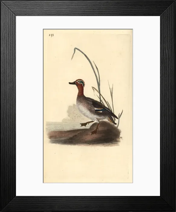 Framed Print : Common teal, Anas crecca, male Framed Print : Common teal, Anas crecca, male