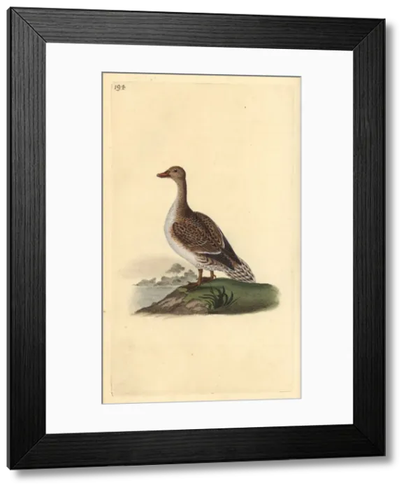 Framed Print : Pintail, Anas acuta, female Framed Print : Pintail, Anas acuta, female