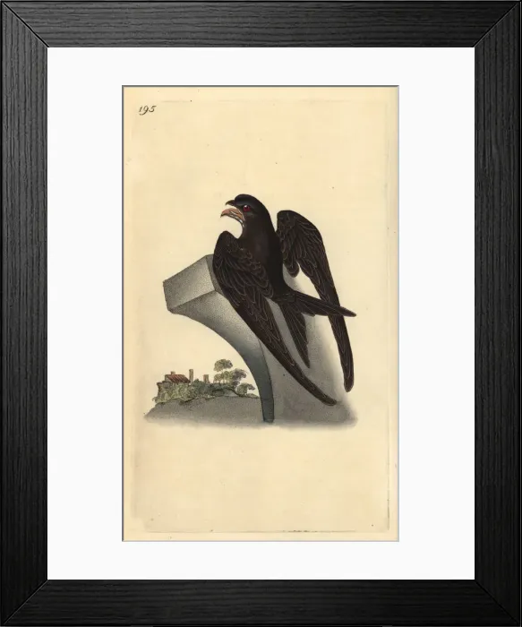 Framed Print : Common swift, Apus apus Framed Print : Common swift, Apus apus