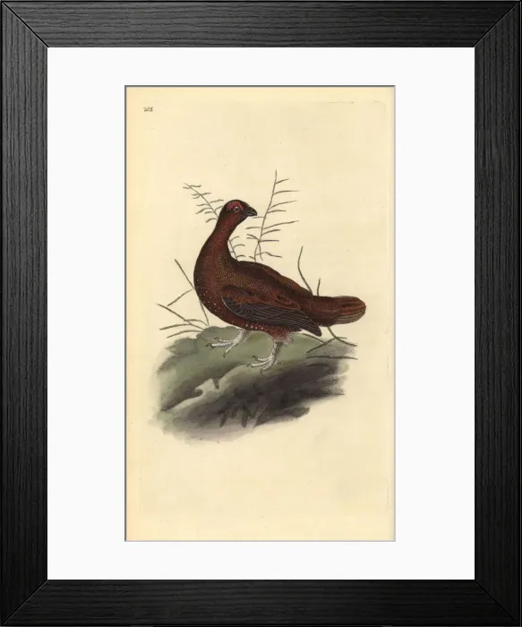 Framed Print : Red grouse, Lagopus lagopus scotica Framed Print : Red grouse, Lagopus lagopus scotica
