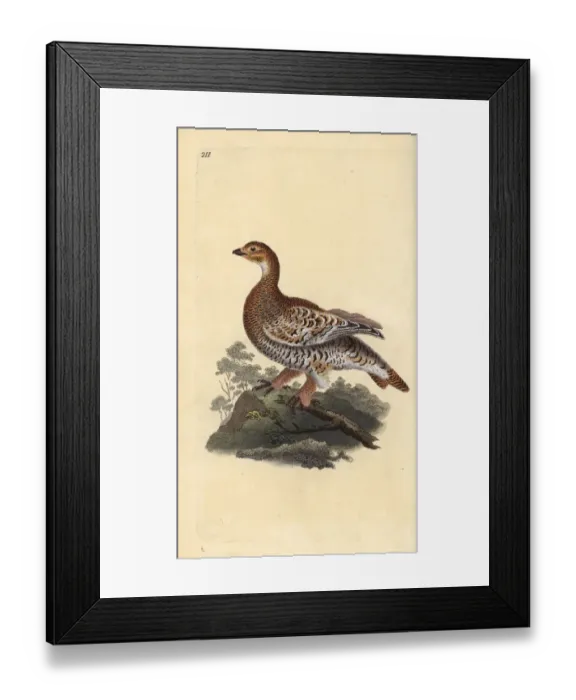 Framed Print : Black grouse or blackgame, Tetrao tetrix Framed Print : Black grouse or blackgame, Tetrao tetrix