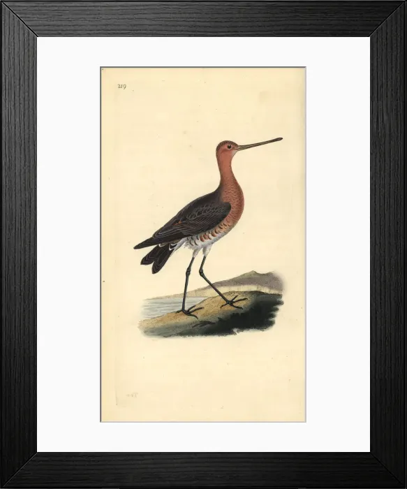 Framed Print : Bar-tailed godwit (male), Limosa lapponica Framed Print : Bar-tailed godwit (male), Limosa lapponica