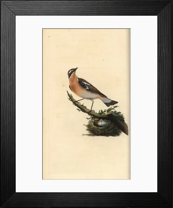 Framed Print : Whinchat, Saxicola rubetra Framed Print : Whinchat, Saxicola rubetra