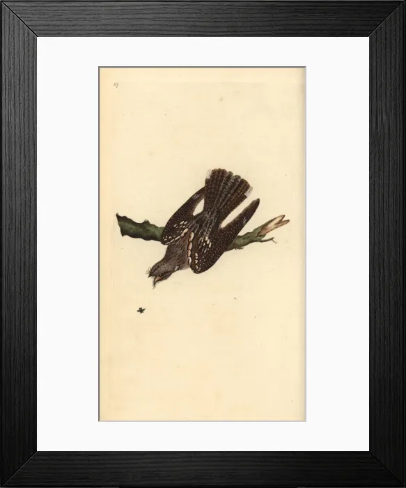 Framed Print : European nightjar, Caprimulgus europaeus Framed Print : European nightjar, Caprimulgus europaeus