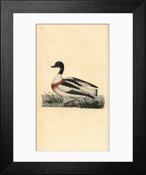Framed Print : Common shelduck, Tadorna tadorna Framed Print : Common shelduck, Tadorna tadorna