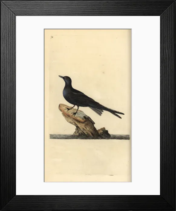 Framed Print : Black tern, Chlidonias niger