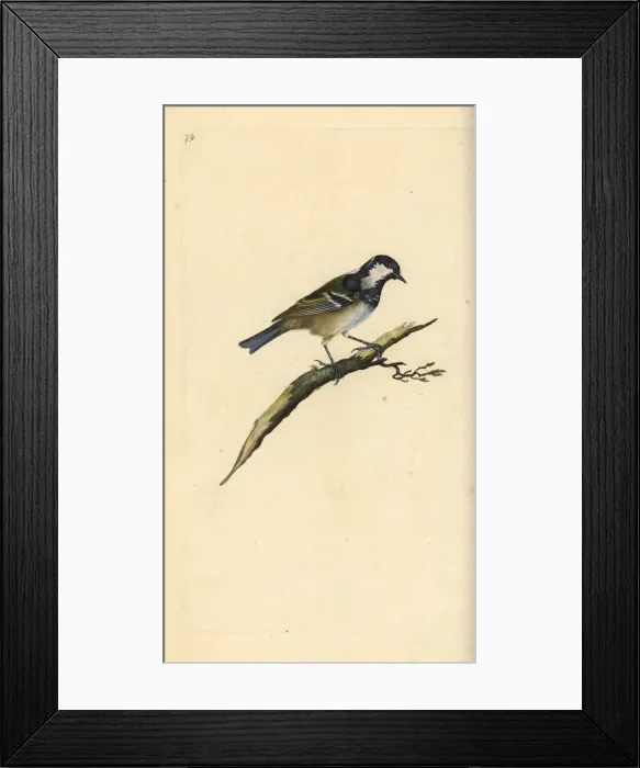 Framed Print : Coal tit, Periparus ater Framed Print : Coal tit, Periparus ater