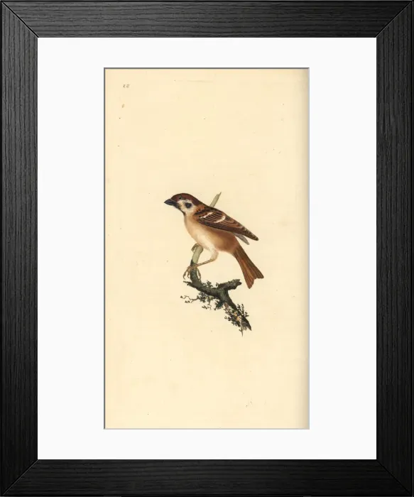 Framed Print : Eurasian tree sparrow, Passer montanus Framed Print : Eurasian tree sparrow, Passer montanus